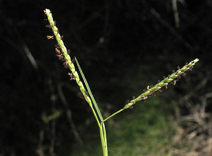 Detailed Picture 1 of Paspalum vaginatum