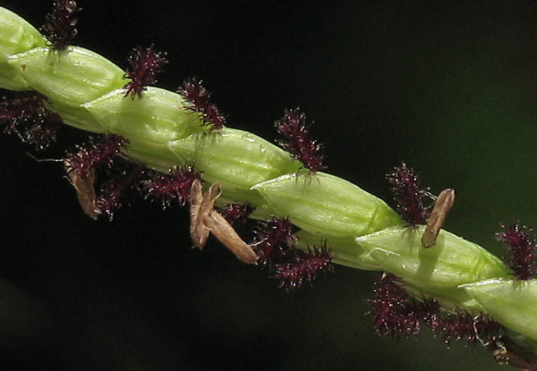 Detailed Picture 2 of Paspalum vaginatum