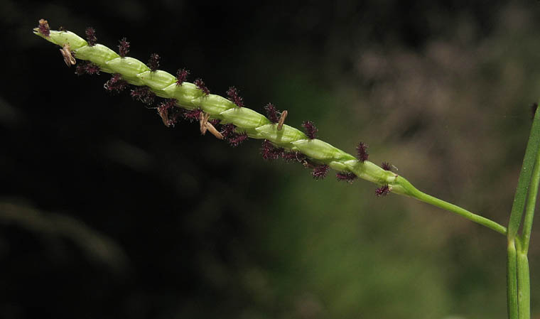 Detailed Picture 3 of Paspalum vaginatum