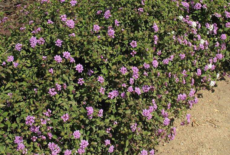 Detailed Picture 5 of Lantana montevidensis