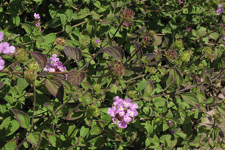 Detailed Picture 4 of Lantana montevidensis