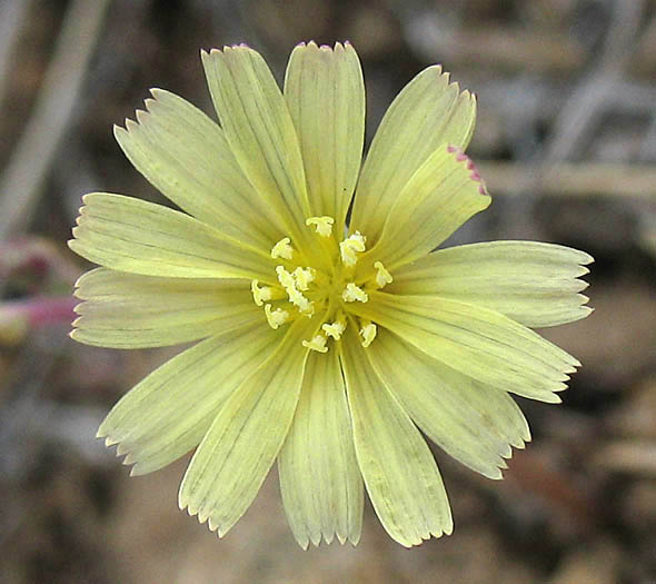 Detailed Picture 1 of Lactuca serriola