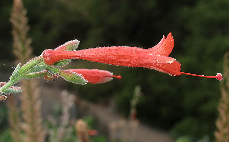Detailed Picture 3 of Epilobium canum ssp. canum