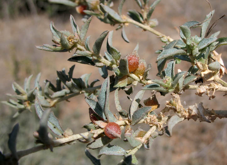 Detailed Picture 3 of Atriplex semibaccata