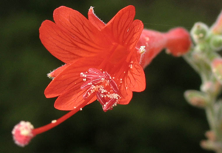 Detailed Picture 1 of Epilobium canum ssp. canum