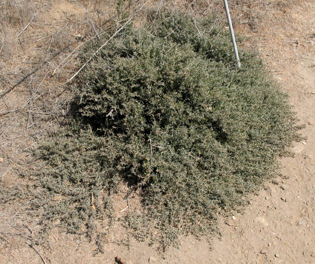 Detailed Picture 4 of Atriplex semibaccata