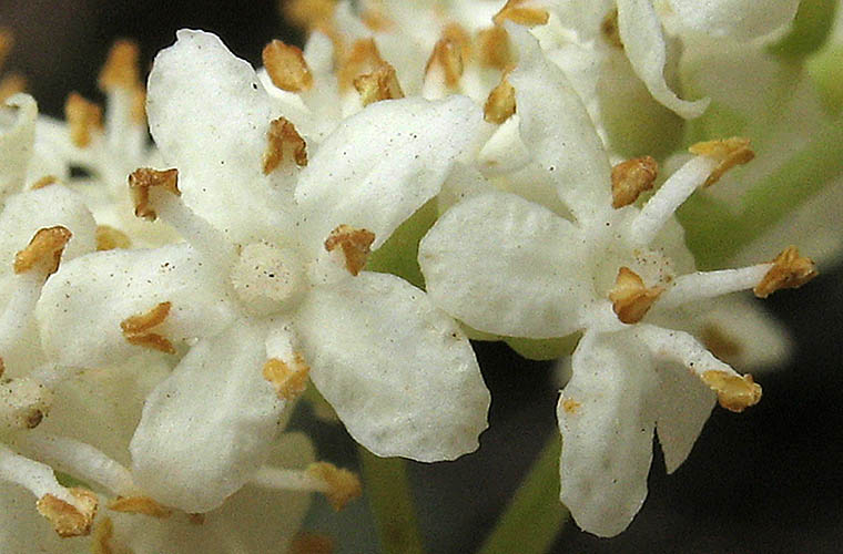 Detailed Picture 1 of Sambucus mexicana