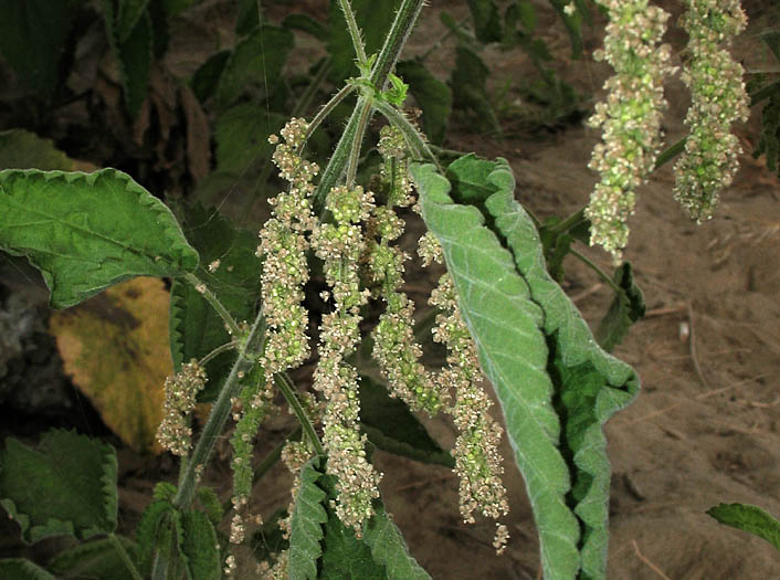 Detailed Picture 2 of Urtica dioica ssp. holosericea