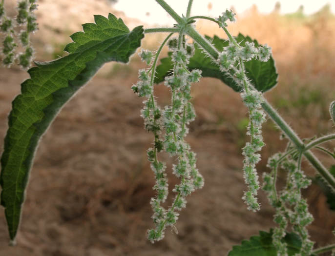 Detailed Picture 4 of Urtica dioica ssp. holosericea