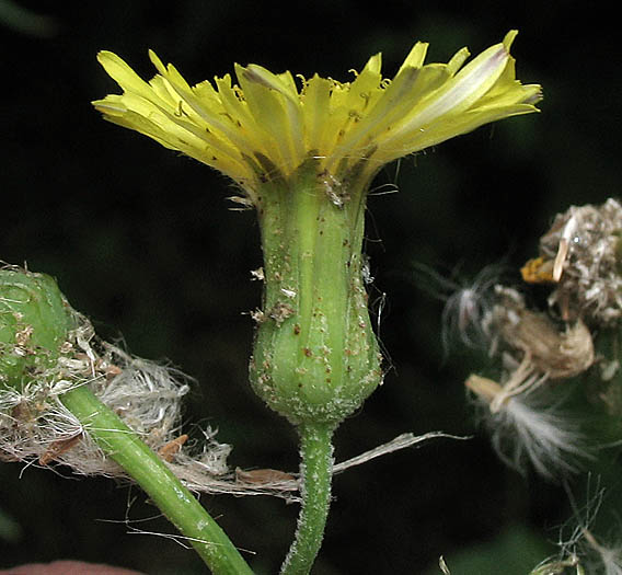 Detailed Picture 2 of Sonchus oleraceus