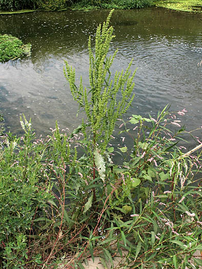 Detailed Picture 6 of Rumex stenophyllus