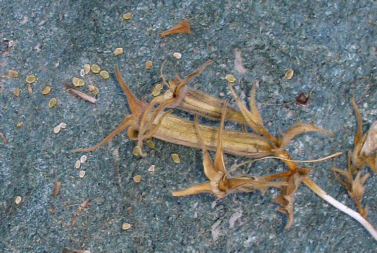 Detailed Picture 7 of Mentzelia laevicaulis var. laevicaulis