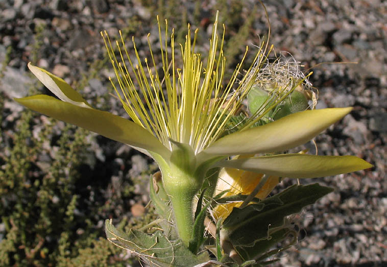 Detailed Picture 2 of Mentzelia laevicaulis var. laevicaulis