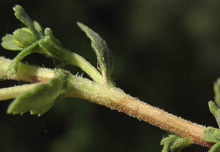 Detailed Picture 7 of Isocoma menziesii var. vernonioides