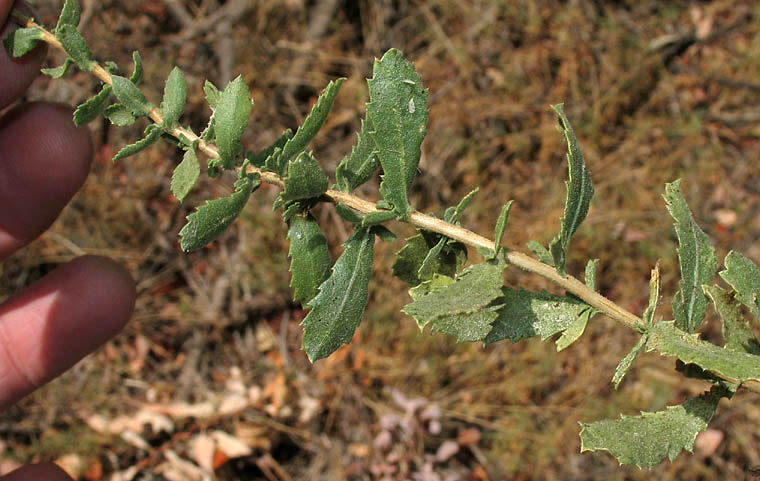 Detailed Picture 6 of Isocoma menziesii var. vernonioides