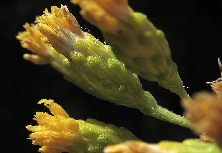 Detailed Picture 1 of Isocoma menziesii var. vernonioides