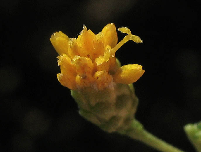 Detailed Picture 2 of Isocoma menziesii var. vernonioides