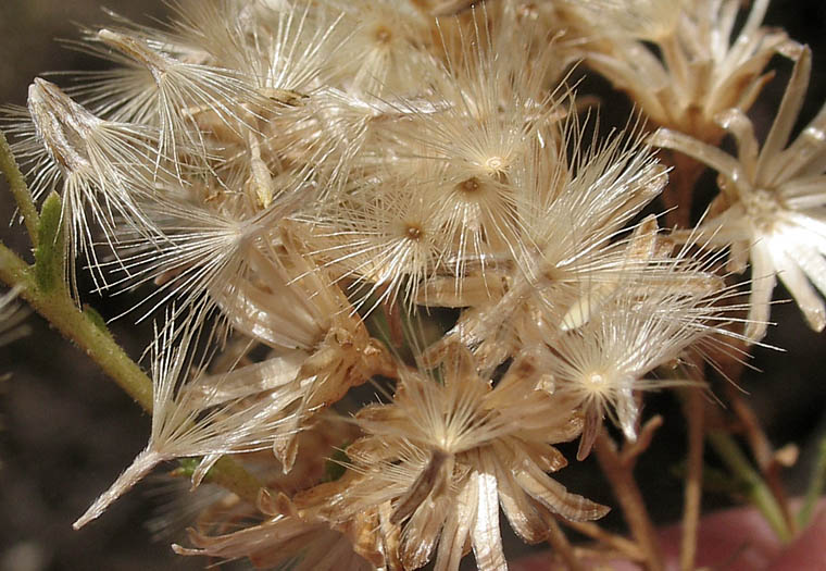 Detailed Picture 9 of Isocoma menziesii var. vernonioides