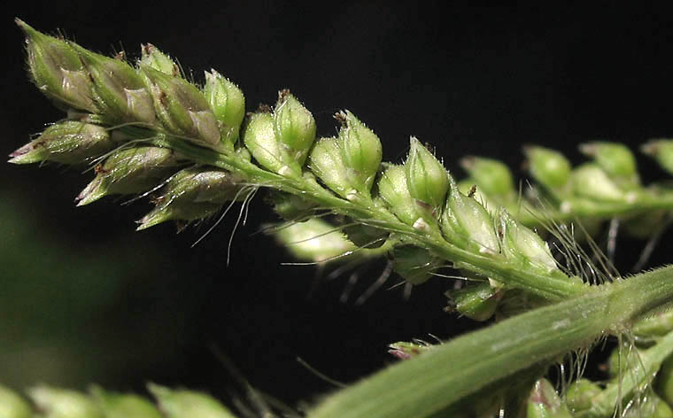 Detailed Picture 3 of Echinochloa crus-galli