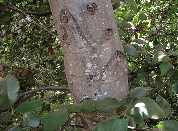Detailed Picture 7 of Alnus rhombifolia