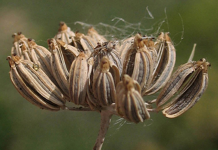 Detailed Picture 10 of Foeniculum vulgare