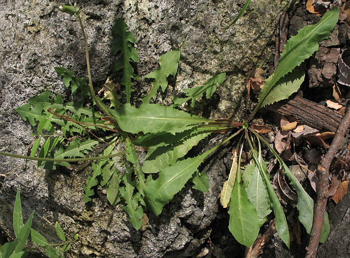 Detailed Picture 5 of Taraxacum officinale