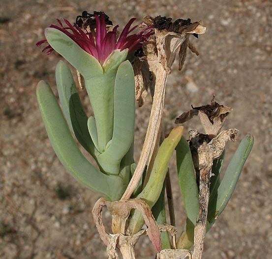 Detailed Picture 2 of Malephora crocea