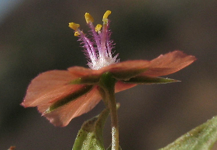 Detailed Picture 3 of Lysimachia arvensis