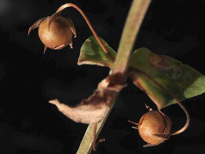 Detailed Picture 7 of Lysimachia arvensis