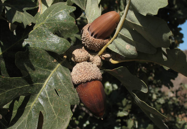 Detailed Picture 8 of Quercus lobata