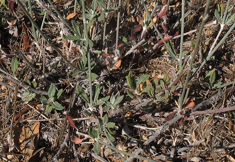 Detailed Picture 6 of Eriogonum elongatum var. elongatum
