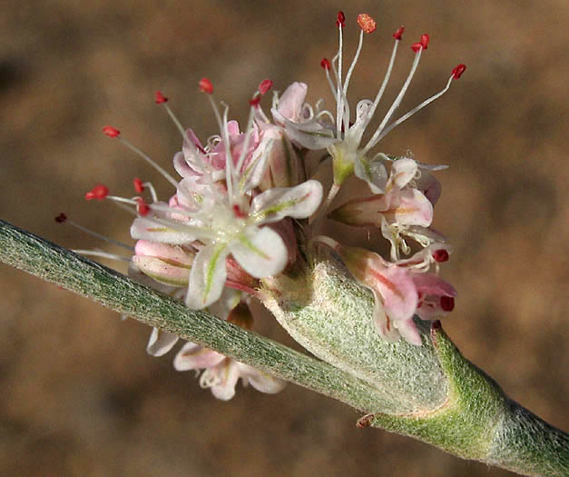 Detailed Picture 1 of Eriogonum elongatum var. elongatum