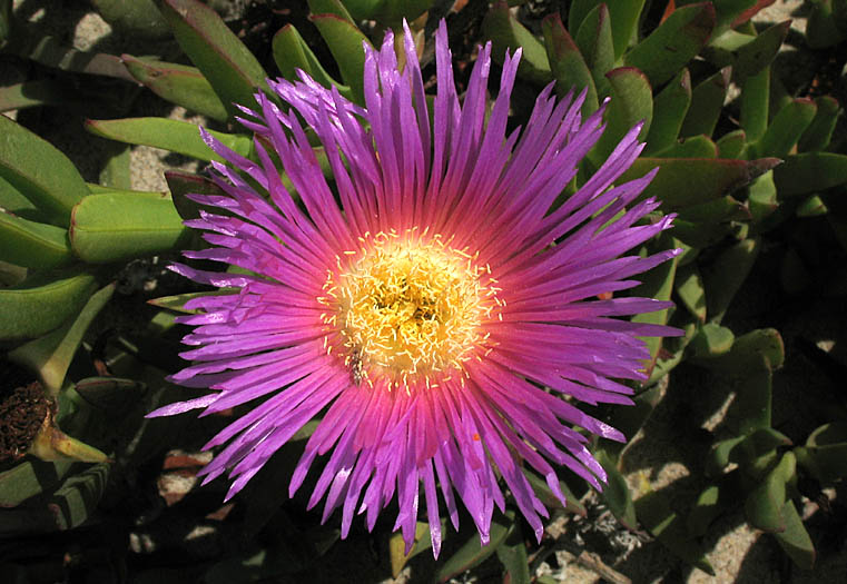 Detailed Picture 3 of Carpobrotus edulis