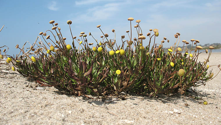 Detailed Picture 5 of Cotula coronopifolia