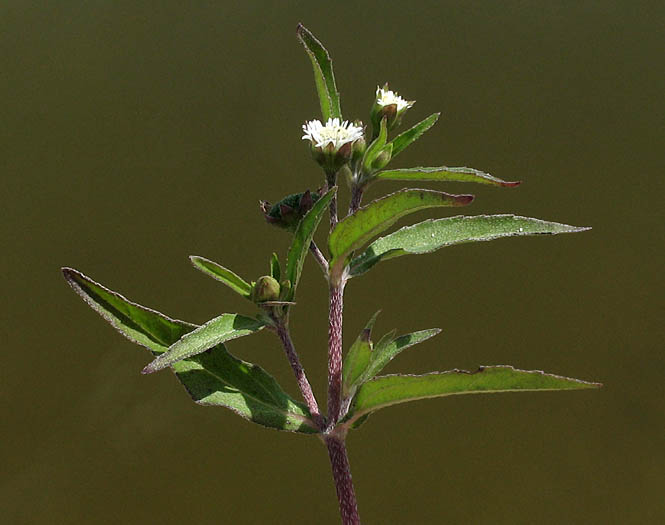 Detailed Picture 4 of Eclipta prostrata