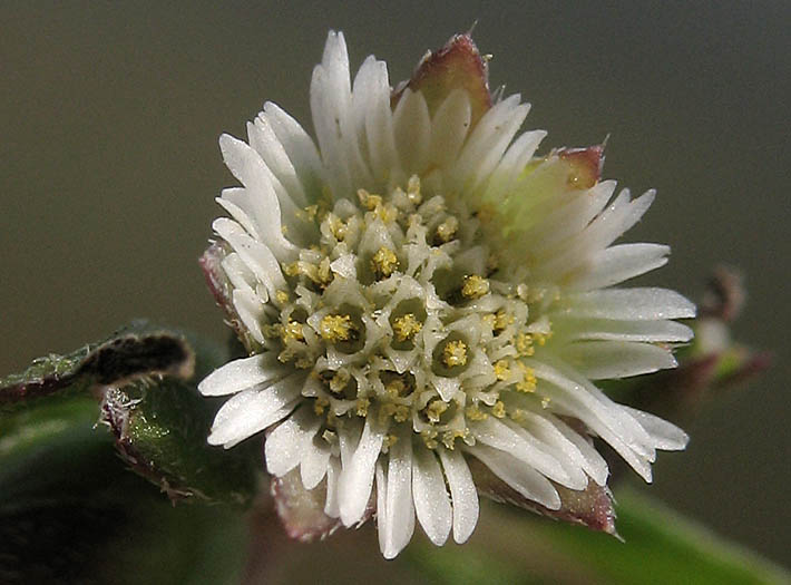 Detailed Picture 1 of Eclipta prostrata