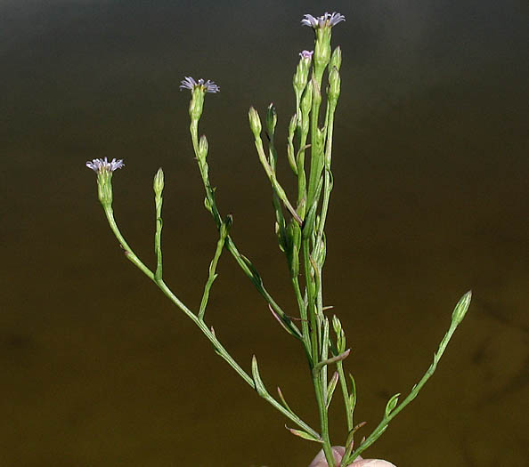 Detailed Picture 4 of Symphyotrichum subulatum var. parviflorum