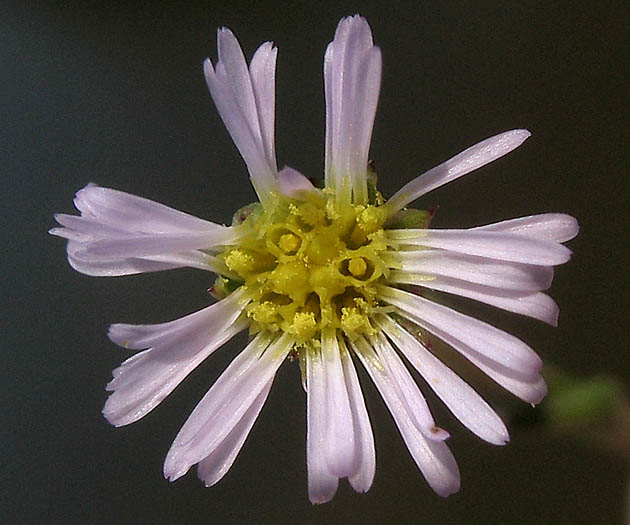 Detailed Picture 1 of Symphyotrichum subulatum var. parviflorum