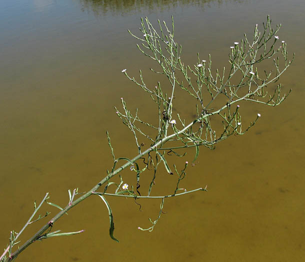 Detailed Picture 5 of Symphyotrichum subulatum var. parviflorum