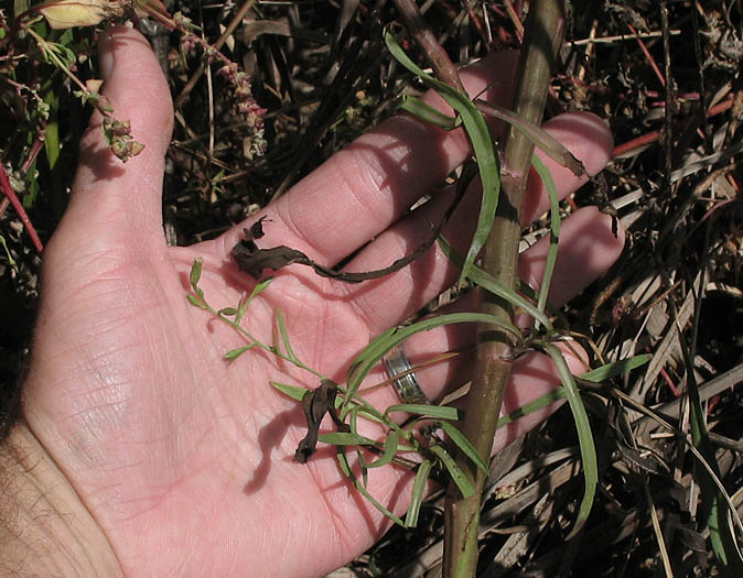 Detailed Picture 7 of Symphyotrichum subulatum var. parviflorum