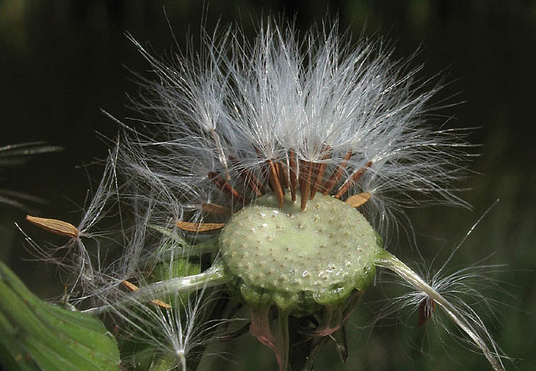 Detailed Picture 8 of Symphyotrichum subulatum var. parviflorum