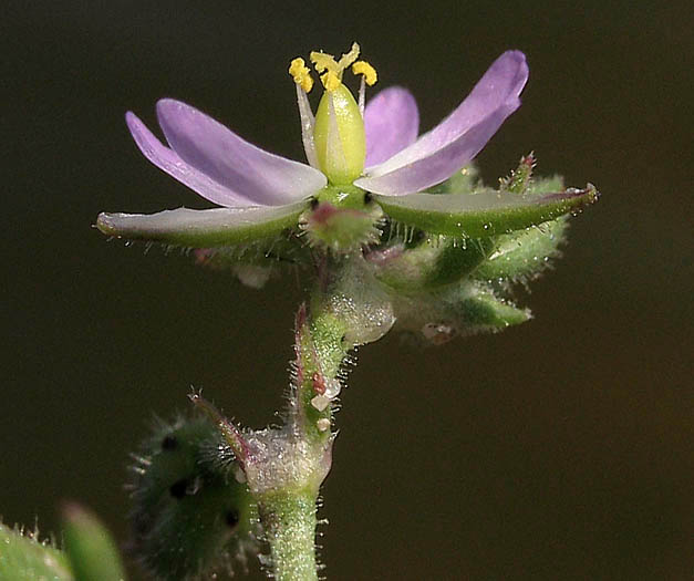 Detailed Picture 3 of Spergularia marina