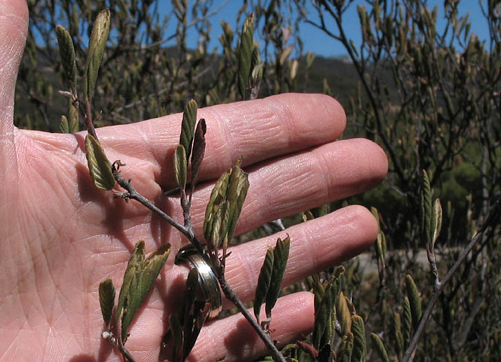 Detailed Picture 10 of Cercocarpus betuloides var. betuloides