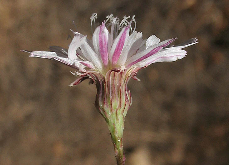 Detailed Picture 3 of Malacothrix saxatilis var. tenuifolia