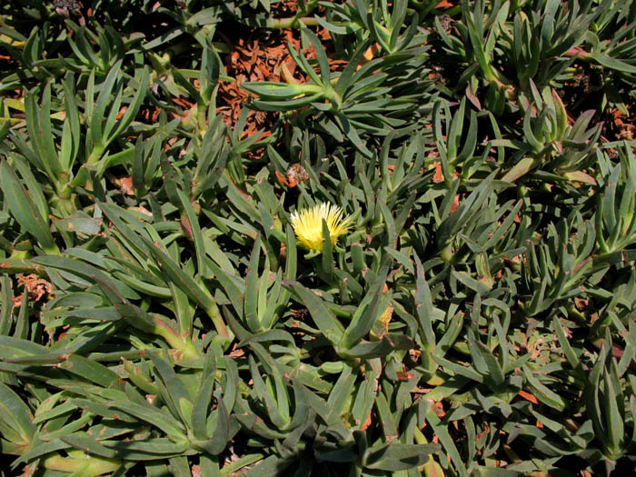 Detailed Picture 4 of Carpobrotus edulis