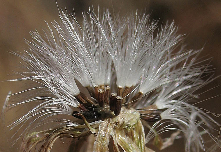 Detailed Picture 6 of Malacothrix saxatilis var. tenuifolia