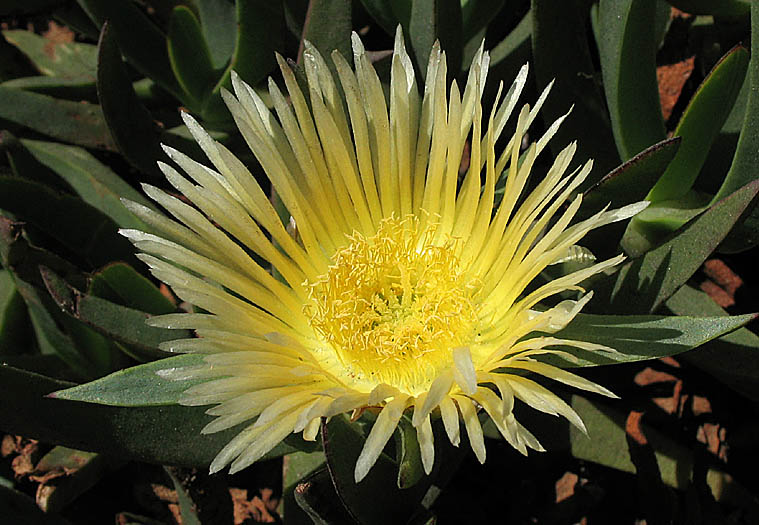 Detailed Picture 1 of Carpobrotus edulis