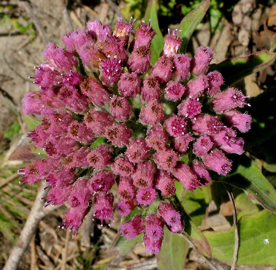 Detailed Picture 1 of Pluchea odorata var. odorata