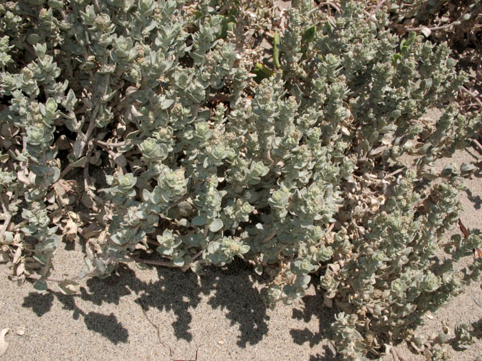 Detailed Picture 6 of Atriplex leucophylla