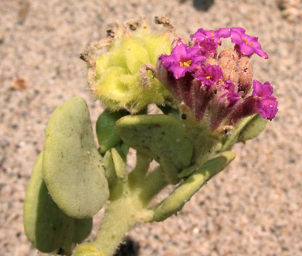 Detailed Picture 3 of Abronia maritima